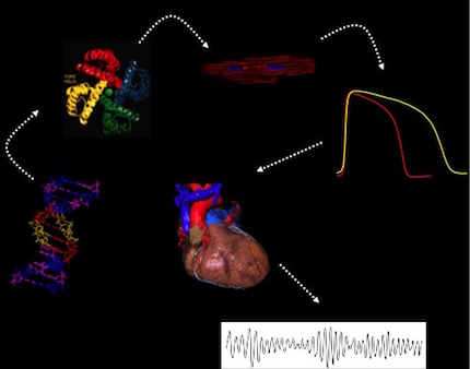 Tristani Lab DNA to Heart Graphic
