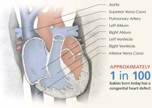 Tristani Lab Heart Image Graphic