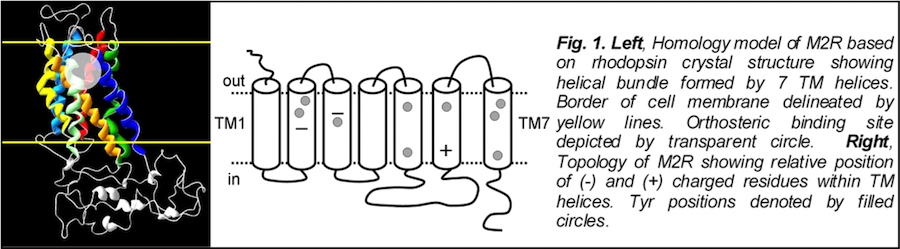 Tristani Lab Research Graphic