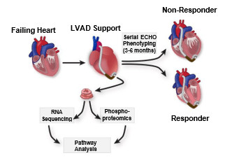 <h3>Distinct transcriptomic and proteomic profile specifies patients who have heart failure with potential of myocardial recovery on mechanical unloading and circulatory support</h3>
