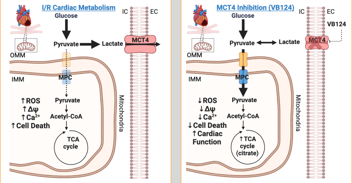 <h3>Enhancing mitochondrial pyruvate metabolism ameliorates ischemic reperfusion injury in the heart</h3>