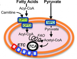 Mitochondrial metabolism can be regulated by Smyd1