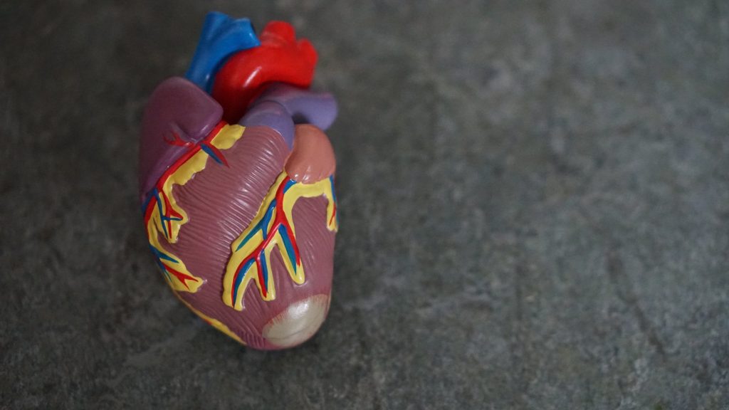 Colored Model of Heart on Grey Background