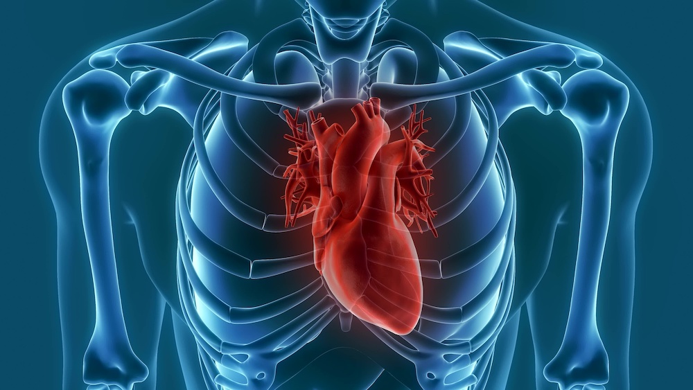 Body Skeleton with Red Heart Inside - Heart Failure Symptoms Graphic