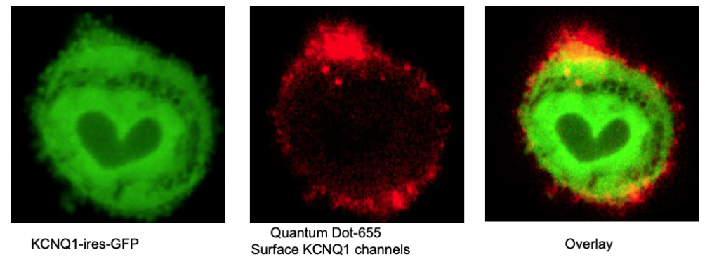 Chart Showing  KCNQ1-ires-GFP, Quantum Dot-655 Surface KCNQ1 Channels, Overlay