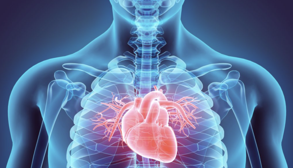 3D illustration of Heart, medical concept.