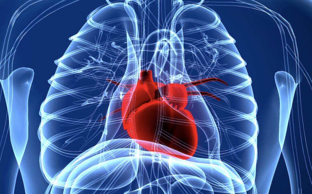 Cardiac Metabolism