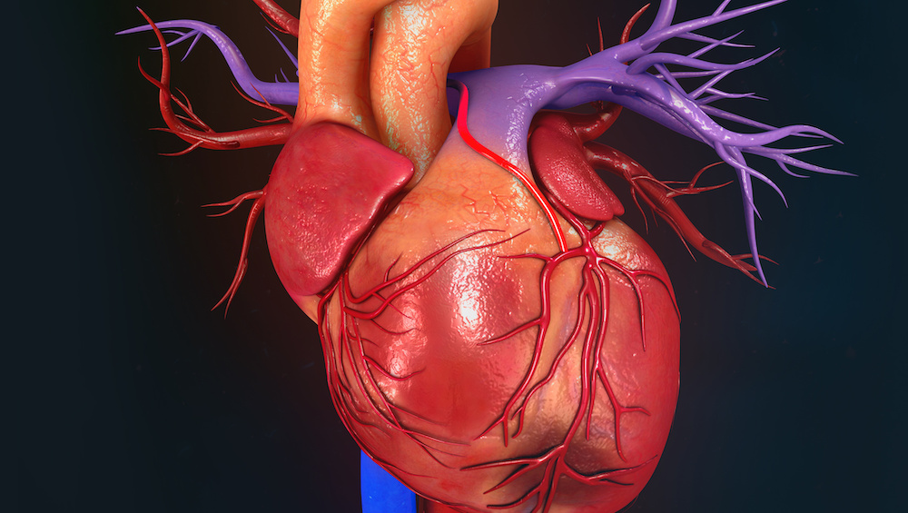 Full Color Graphic of Heart Close Up