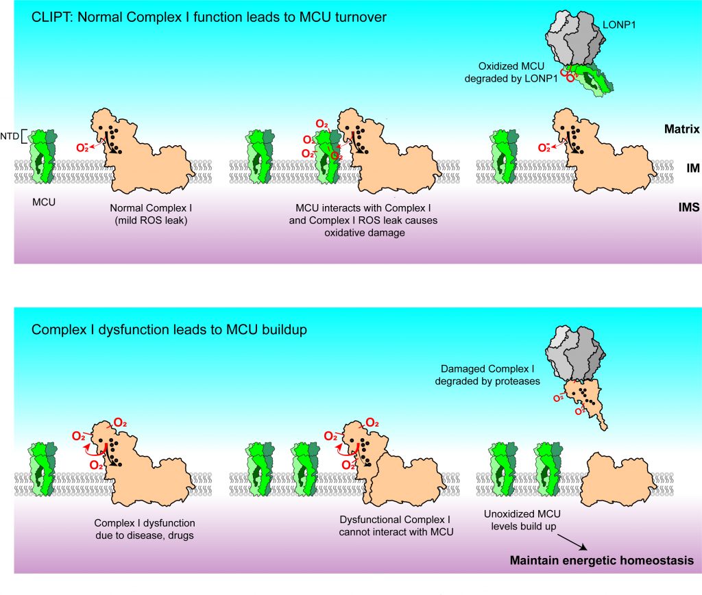 CLIPT Normal Complex I Function Leads to MCU Turnover and Complex I Dysfunction Leads to MCU Buildup Charts