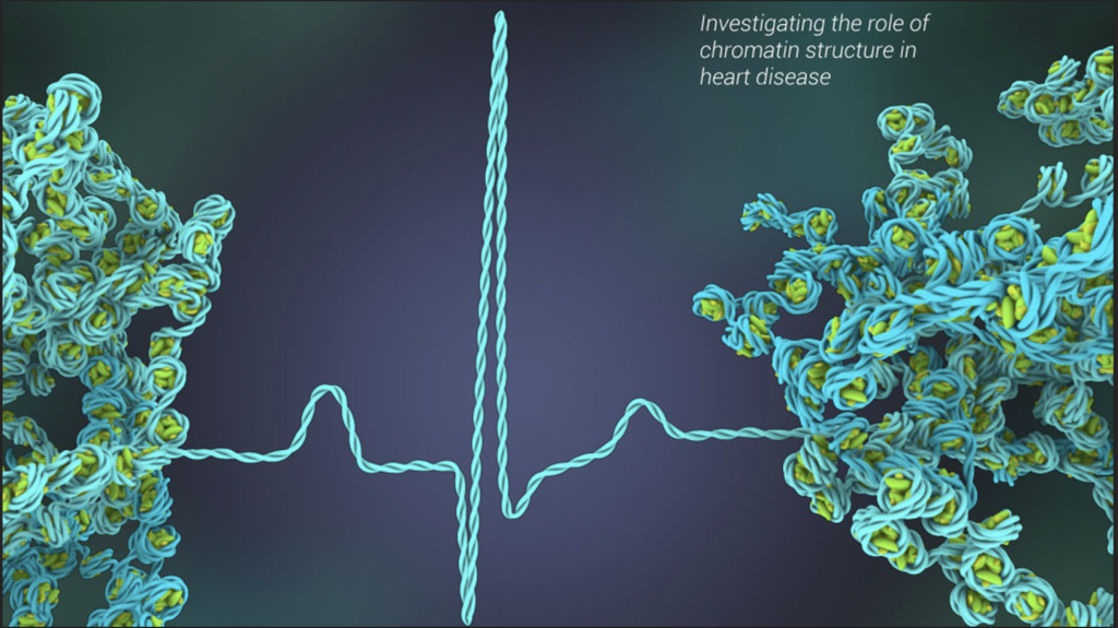 Strands on a Blue Green Background - Investigating the Role of Chromatin Structure in Heart Disease