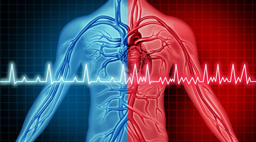Diagram of heart and veins in human - Warning signs of heart arrhythmia graphic