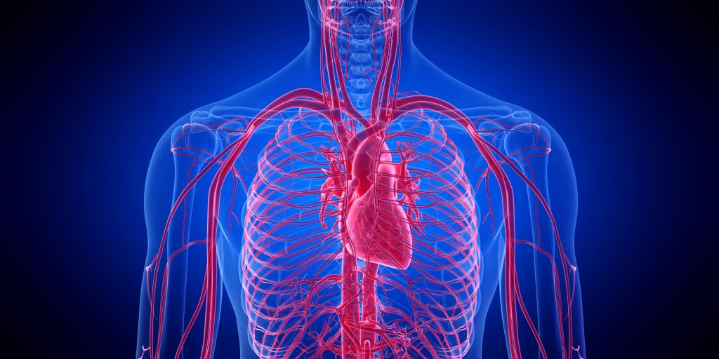 3d rendered medically accurate illustration of the human heart - What is Hemorrhagic Shock Blog Graphic