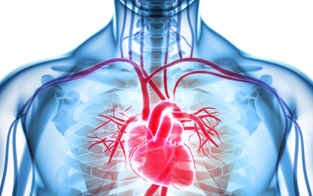 The Science of Myocardial Recovery: Understanding the Healing Process of the Heart