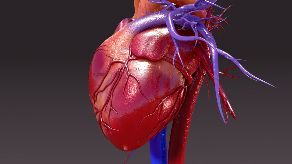 Demystifying Electrophysiology: Understanding the Basics of Cardiac Rhythm Management