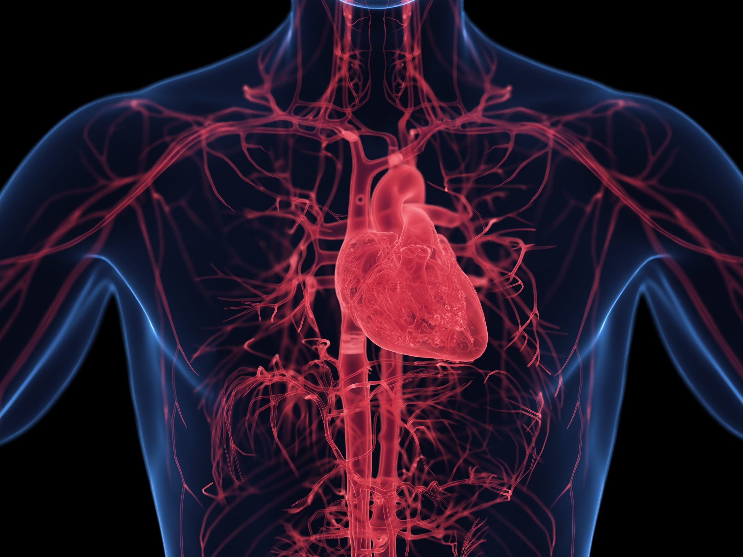 3d rendered medical illustration of male anatomy - cardiovascular system. plain black background. professional studio lighting.