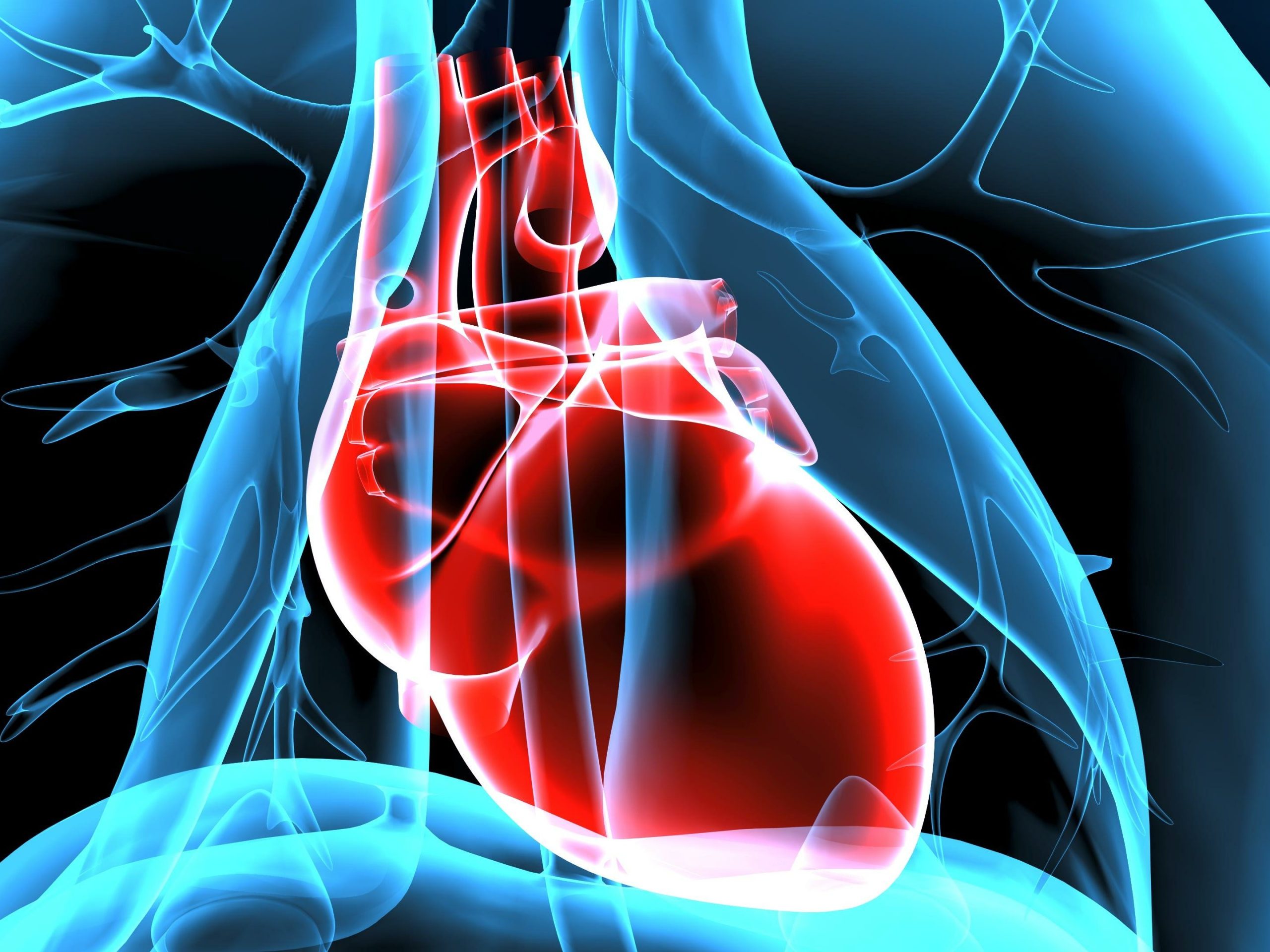 3d illustration human body heart