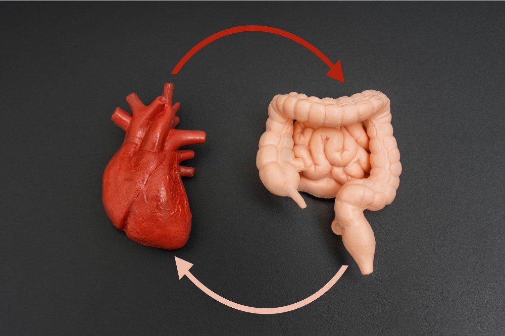 Understanding How the Gut Microbiome Affects Heart Health