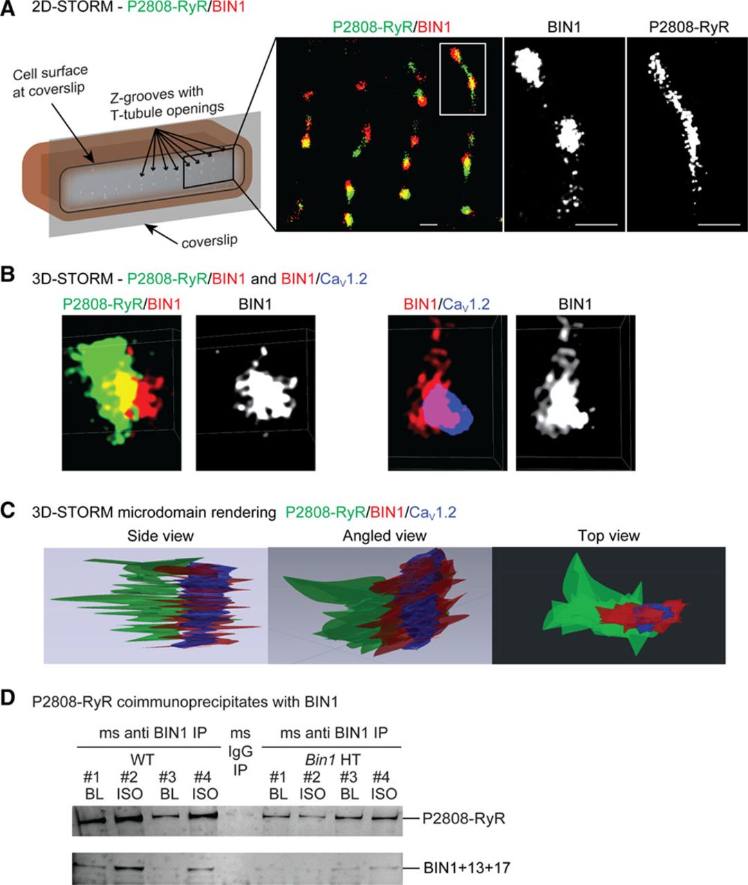 A scientific figure shows 2D and 3D-STORM imaging of BIN1, P2808-RyR, and CaV1.2 in muscle cells, with segmented renderings and an immunoprecipitation blot detecting protein interactions.