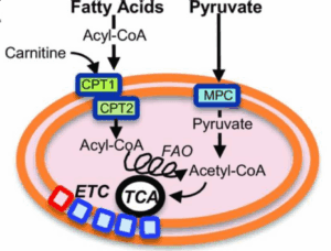 Diagram of a mitochondrion showing fatty acid and pyruvate transport. Fatty acids use CPT1/2 and carnitine to become Acyl-CoA, while pyruvate enters via MPC. Both produce Acetyl-CoA, feeding into the TCA cycle and ETC.