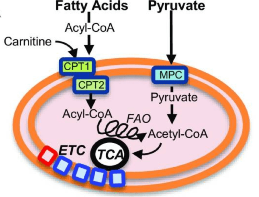 Diagram of a mitochondrion showing fatty acid and pyruvate transport. Fatty acids use CPT1/2 and carnitine to become Acyl-CoA, while pyruvate enters via MPC. Both produce Acetyl-CoA, feeding into the TCA cycle and ETC.