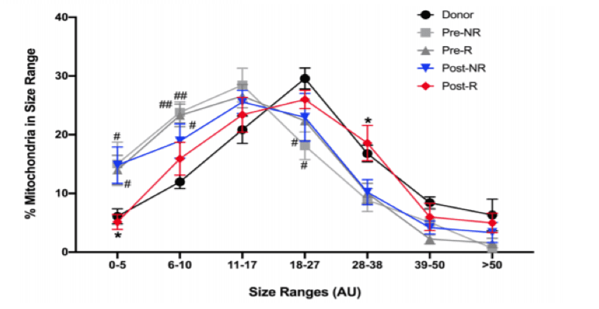 Line graph showing % mitochondria in different size ranges (AU) for five groups: Donor, Pre-NR, Pre-R, Post-NR, and Post-R. Donor peaks at 17-28 AU; all groups show significant differences at various ranges. Error bars are present.