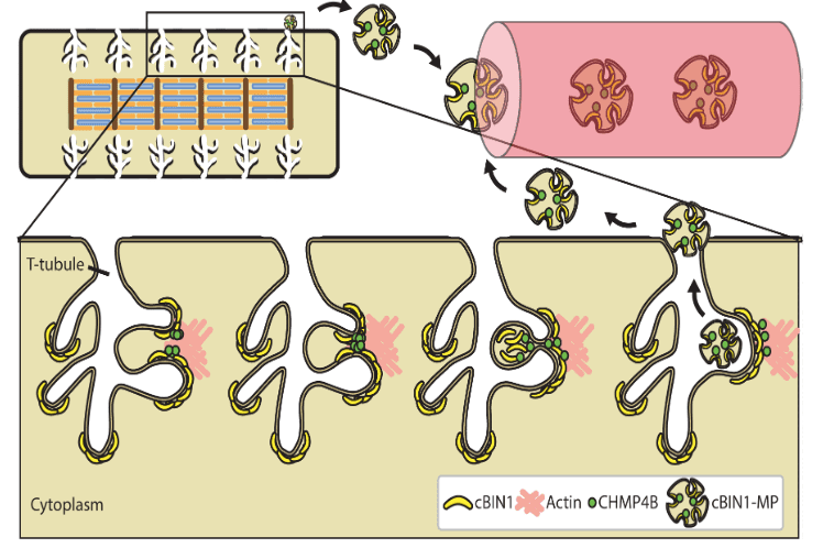 Diagram showing a cross-section of muscle T-tubules in the cytoplasm, highlighting cBIN1 (yellow), actin (pink), and CHMP4B proteins involved in vesicle formation and membrane remodeling. Arrows indicate movement and processes.